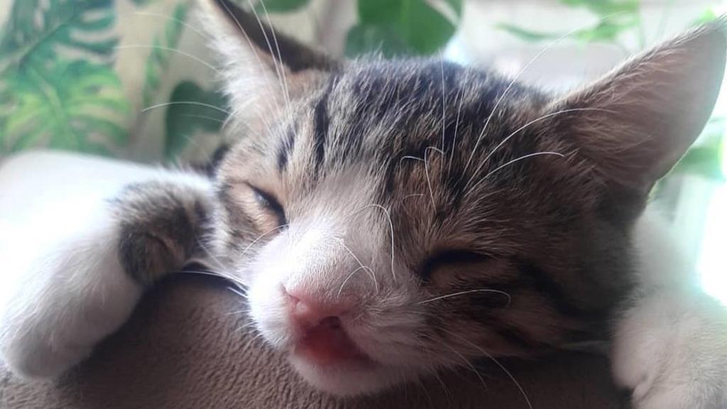 Il Gatto Con Il Labbro Leporino Soffre Di Narcolessia E Si Addormenta 