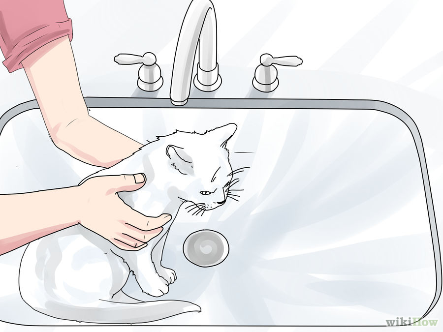 Fare il bagno al gatto