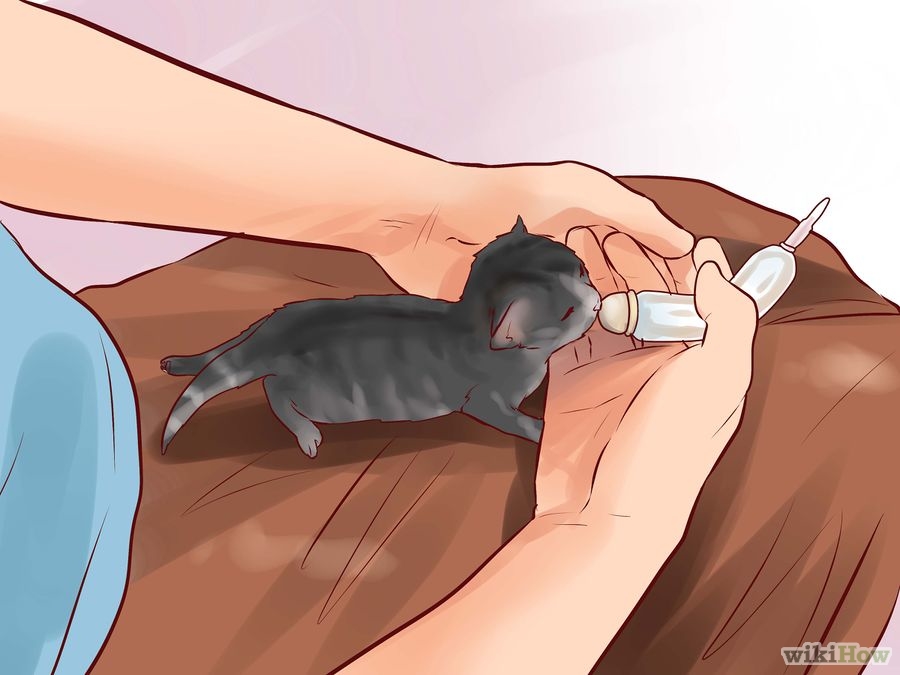 Come allattare un gattino