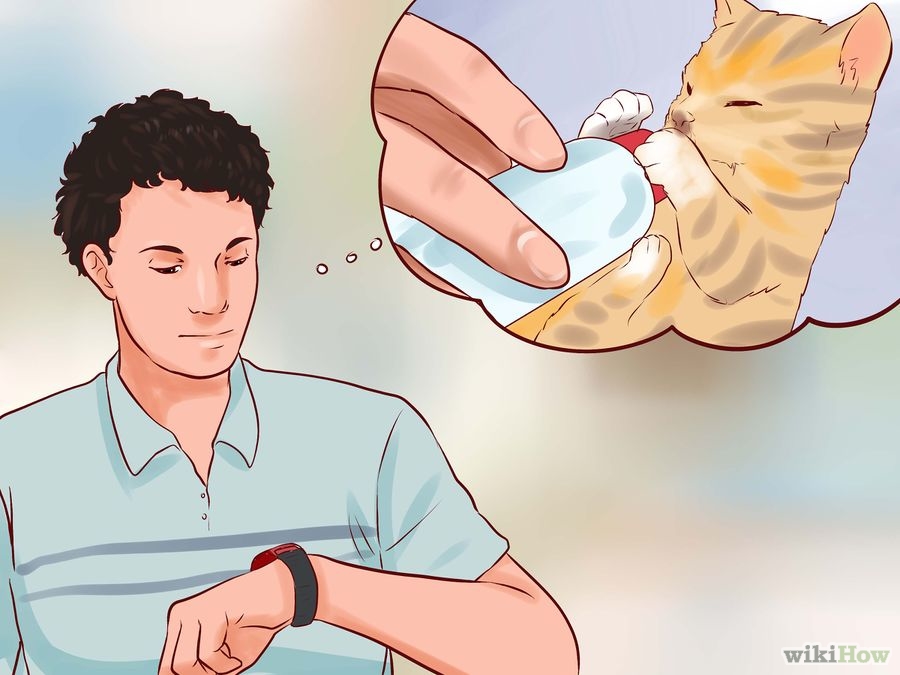 Come allattare un gattino