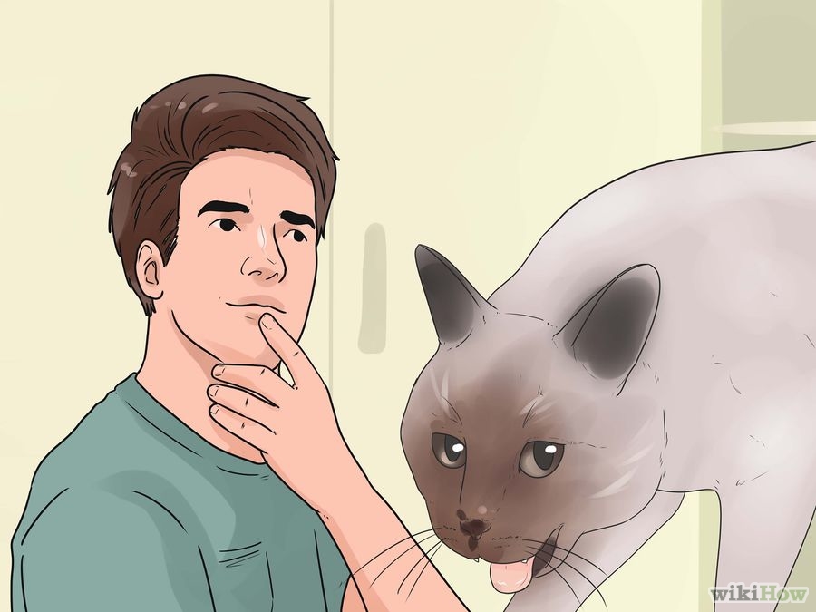 Insegnare al gatto a non graffiare