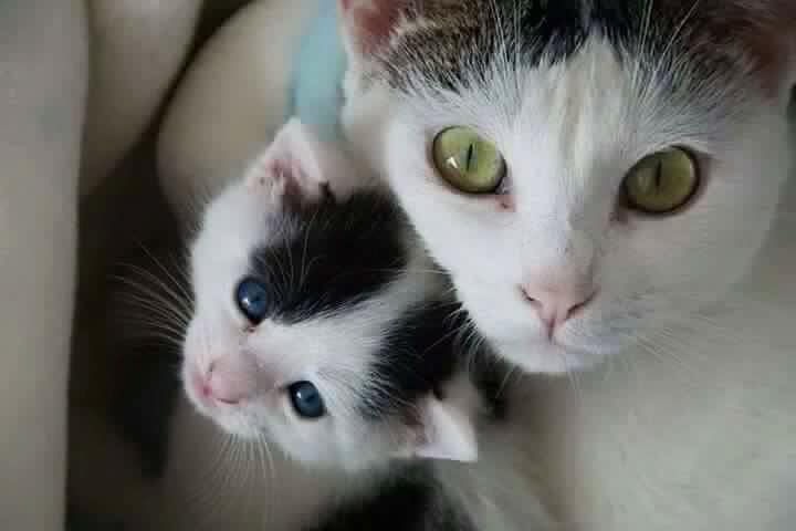 Mamma gatta e il suo gattino