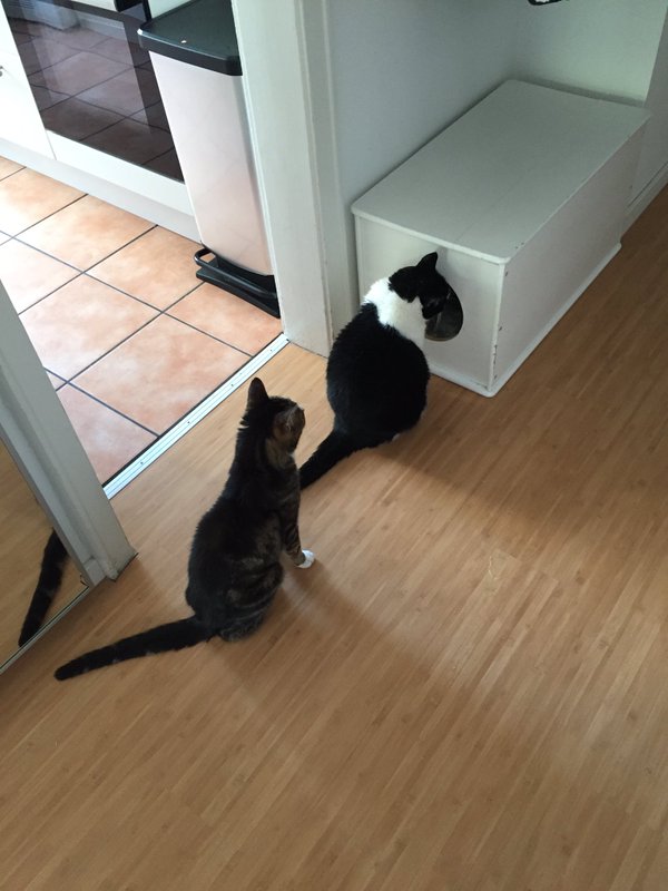 Gatti esplorano la casa
