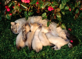 Mamma gatta e i suoi gattini