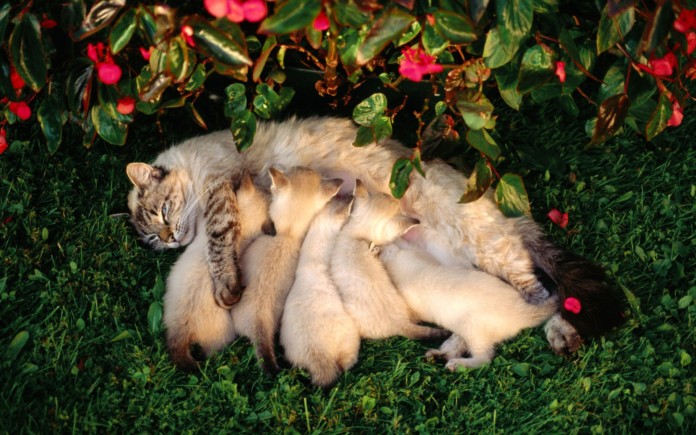 Mamma gatta e i suoi gattini