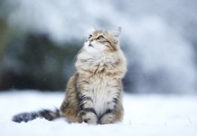 Gatto Siberiano