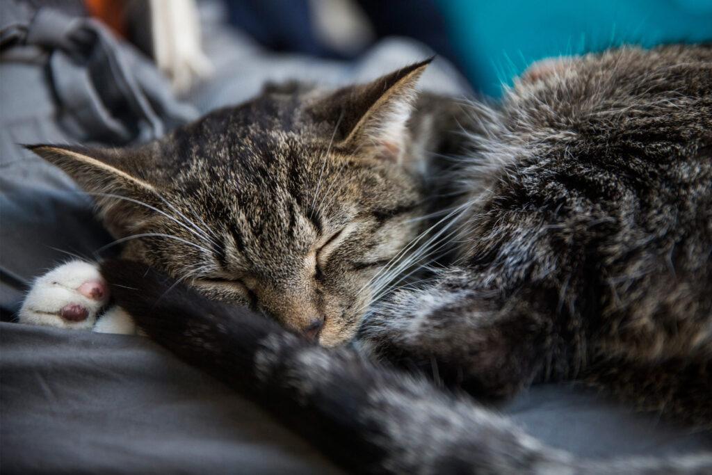 Perche Il Gatto Dorme Sopra Di Me