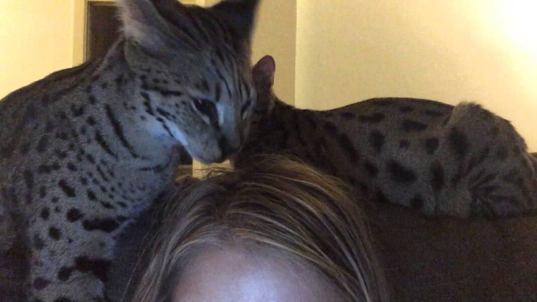 Il Mio Gatto Mi Lecca I Capelli