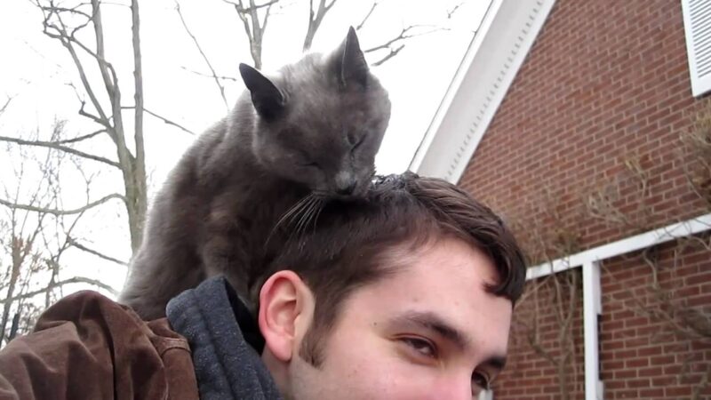 Il Mio Gatto Mi Lecca I Capelli