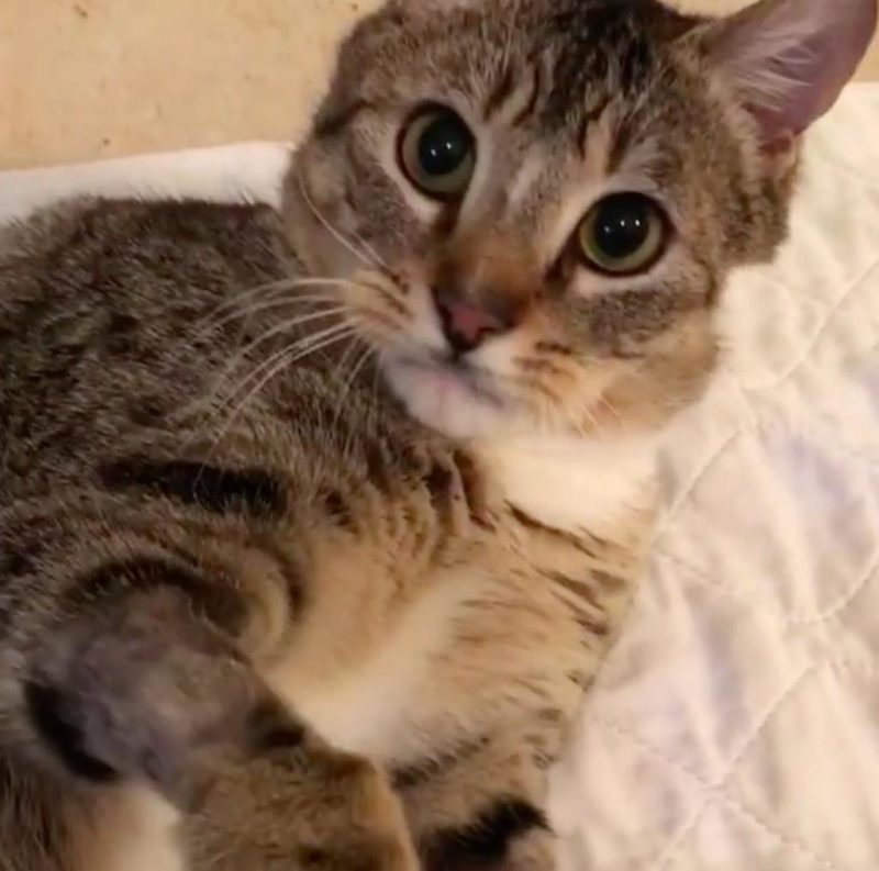 Dopo Quanto Tempo Un Gatto Torna