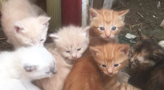Una ragazza trova un gruppo di gattini nella cuccia del cane