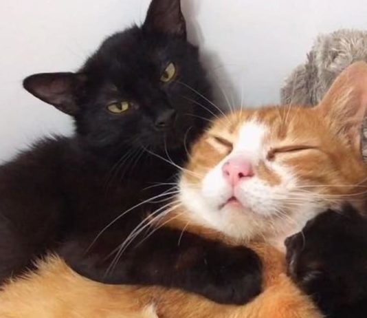 Due gatte randagie si aiutano durante e dopo il parto