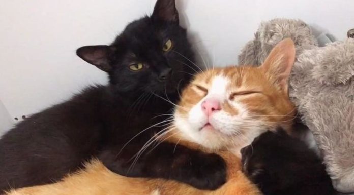 Due gatte randagie si aiutano durante e dopo il parto
