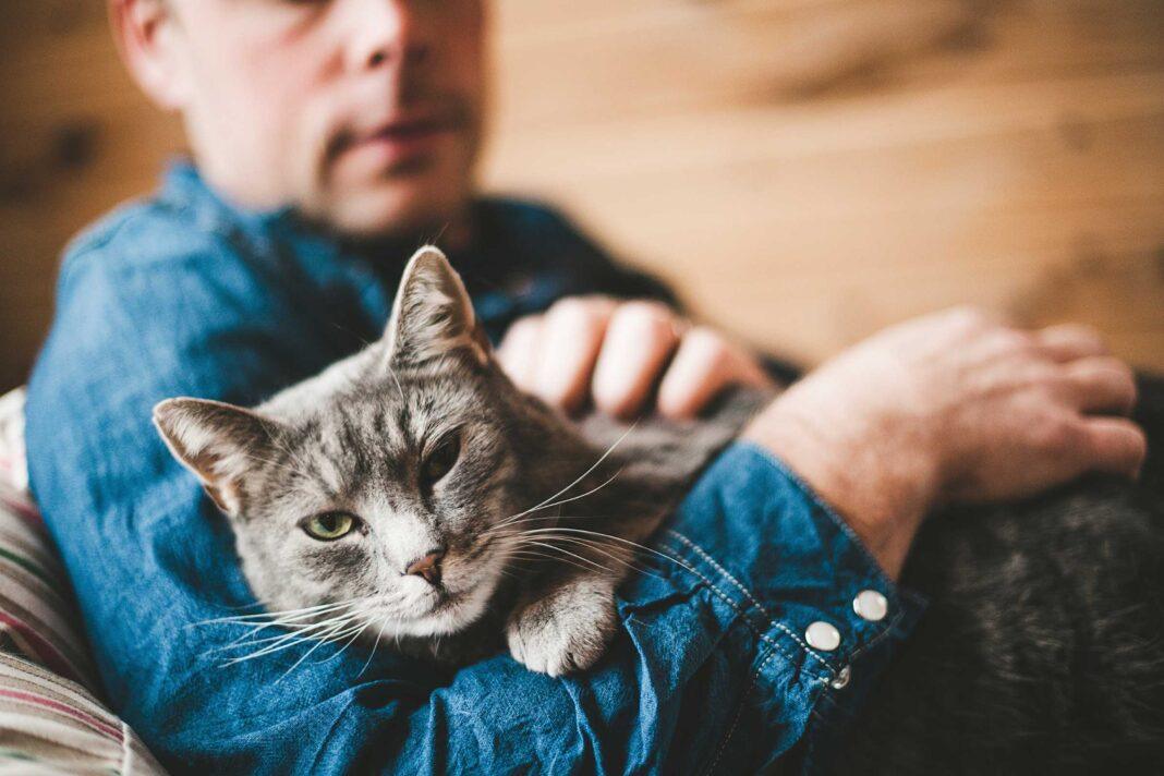 I Gatti Capiscono Se Gli Vuoi Bene