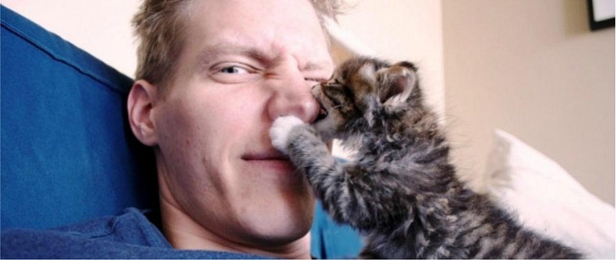 I Gatti Capiscono Se Gli Vuoi Bene
