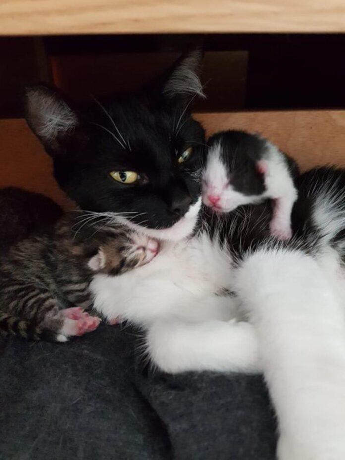 La Mia Gatta Mi Porta I Cuccioli