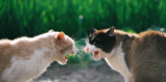 gatti che litigano