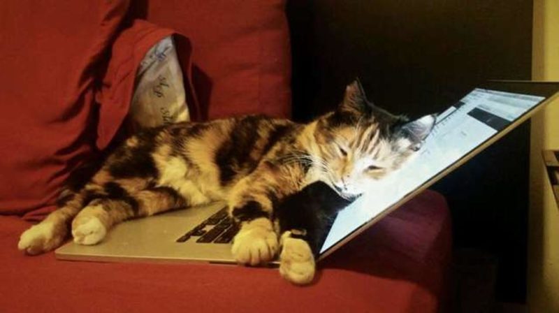 La Mia Gatta Mi Porta I Cuccioli