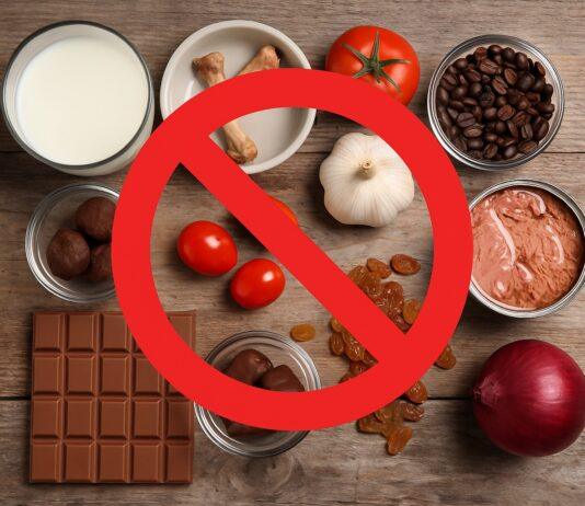 10 alimenti pericolosi che il gatto NON deve mangiare