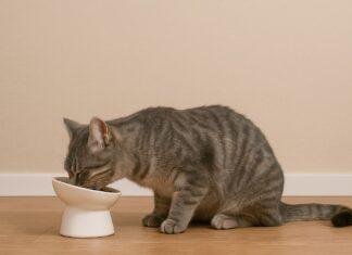 Ciotole rialzate: servono davvero? La verità di una gattara Ciotole rialzate