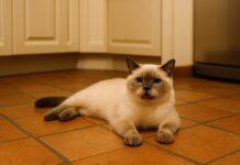 Colpi di calore nel gatto: segnali e primo soccorso Colpi di calore nel gatto