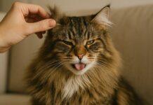 Come capire se il gatto è disidratato: 5 test semplici Come capire se il gatto è disidratato