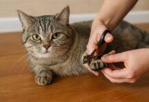 Come tagliare le unghie al gatto in sicurezza Come tagliare le unghie al gatto