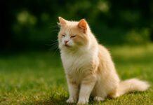 Febbre nel gatto: come riconoscerla senza termometro Febbre nel gatto