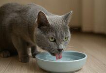 Gatto che beve poco: come stimolarlo correttamente Gatto che beve poco