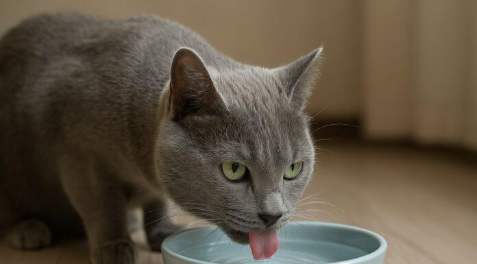 Gatto che beve poco: come stimolarlo correttamente Gatto che beve poco