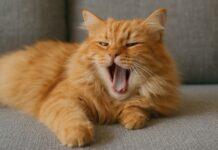 Gatto che dorme troppo