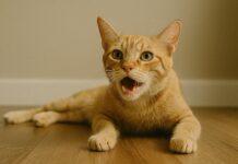 Gatto che fa fatica a respirare: quando è emergenza Gatto che fa fatica a respirare