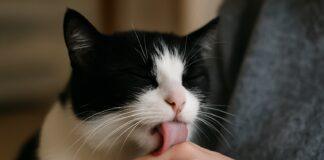 Gatto che lecca il padrone