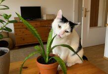 Perché i gatti mangiano le piante? Cause, rischi e soluzioni Gatto che mangia piante