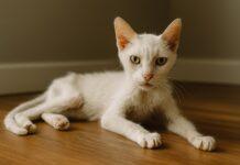 Gatto che perde peso all’improvviso: cause gravi e non Gatto che perde peso all’improvviso