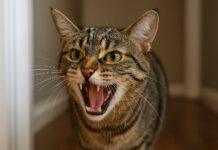 Gatto che soffia senza motivo: i veri trigger nascosti Gatto che soffia senza motivo: i veri trigger nascosti