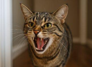 Gatto che soffia senza motivo: i veri trigger nascosti Gatto che soffia senza motivo: i veri trigger nascosti