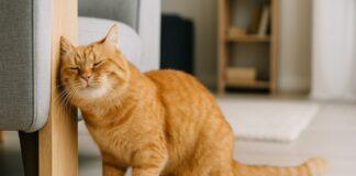 Gatto che struscia il muso ovunque: cosa sta comunicando