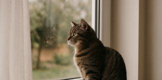 Il comportamento del gatto sentinella