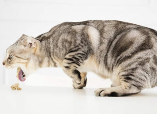 Perché il gatto vomita: tutte le cause del vomito nel gatto e quando preoccuparsi