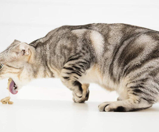 Perché il gatto vomita: tutte le cause del vomito nel gatto e quando preoccuparsi