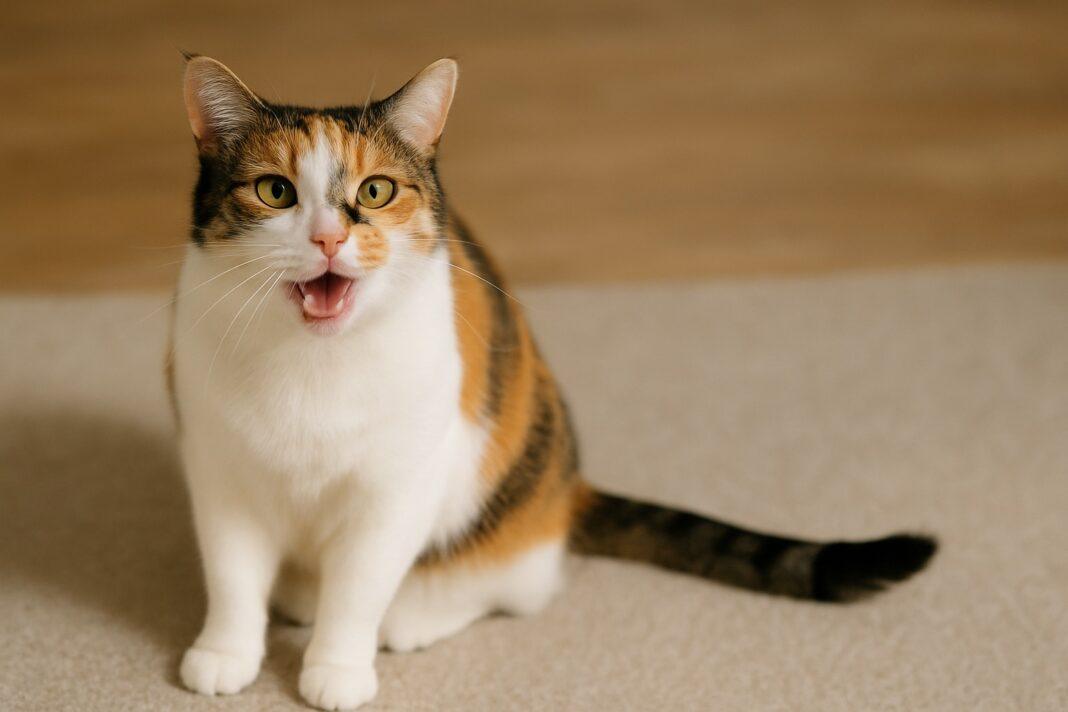 Perché alcuni gatti diventano più vocali invecchiando