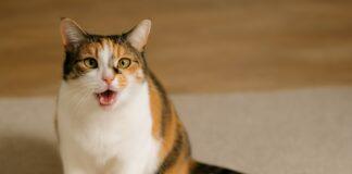 Perché alcuni gatti diventano più vocali invecchiando