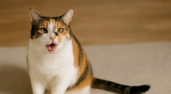Perché alcuni gatti diventano più vocali invecchiando Perché alcuni gatti diventano più vocali invecchiando