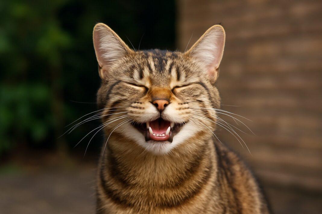 Perché alcuni gatti sembrano “ridere”