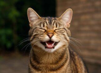 Perché alcuni gatti sembrano “ridere” Perché alcuni gatti sembrano “ridere”