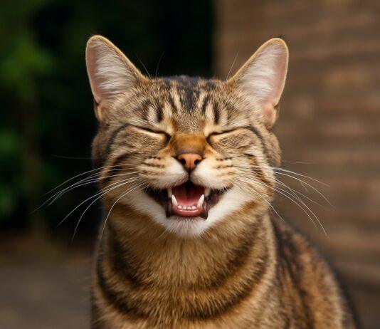 Perché alcuni gatti sembrano “ridere” Perché alcuni gatti sembrano “ridere”