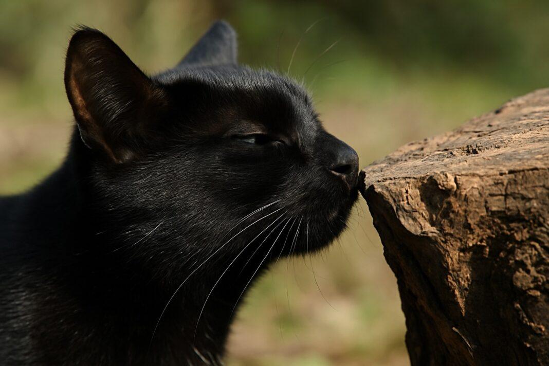 Perché i gatti annusano Perché i gatti annusano
