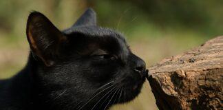 Perché i gatti annusano