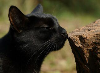 Perché i gatti annusano? Il ruolo del vomeronasale Perché i gatti annusano